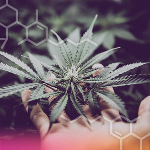 How Cannabidiol Affects Your Hormones